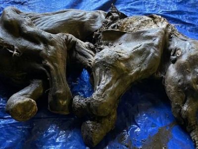 فسیل 30 هزار ساله کامل و نادر یک بچه ماموت پشمالو در کانادا کشف شد